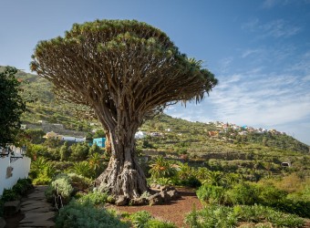 tenerife albero