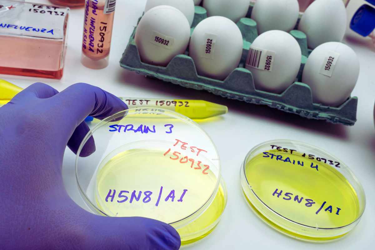allerta nuovo virus mortale