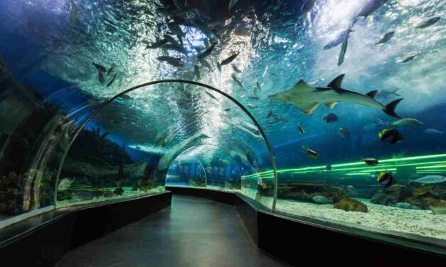 Viaggiare sott’acqua è possibile, arriva l’enorme tunnel sottomarino: collegherà due continenti